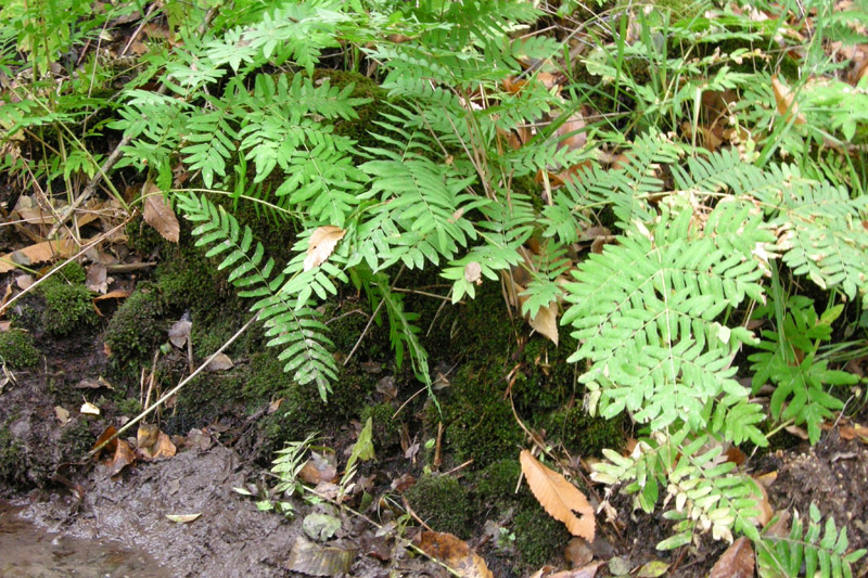 Osmunda regalis / Osmunda regale